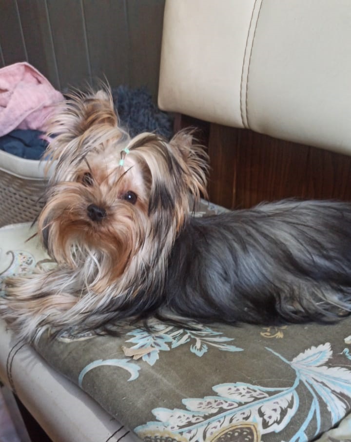 AGAIN LOVE CHELSI &mdash; Labaza DogPedigree YorkshireTerrier
